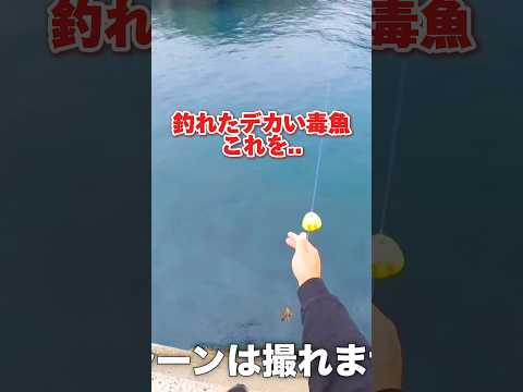 釣れたでかい魚！これを…#釣り#fishing#調理