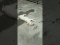 Rottweiler VS Labrador Retriever
