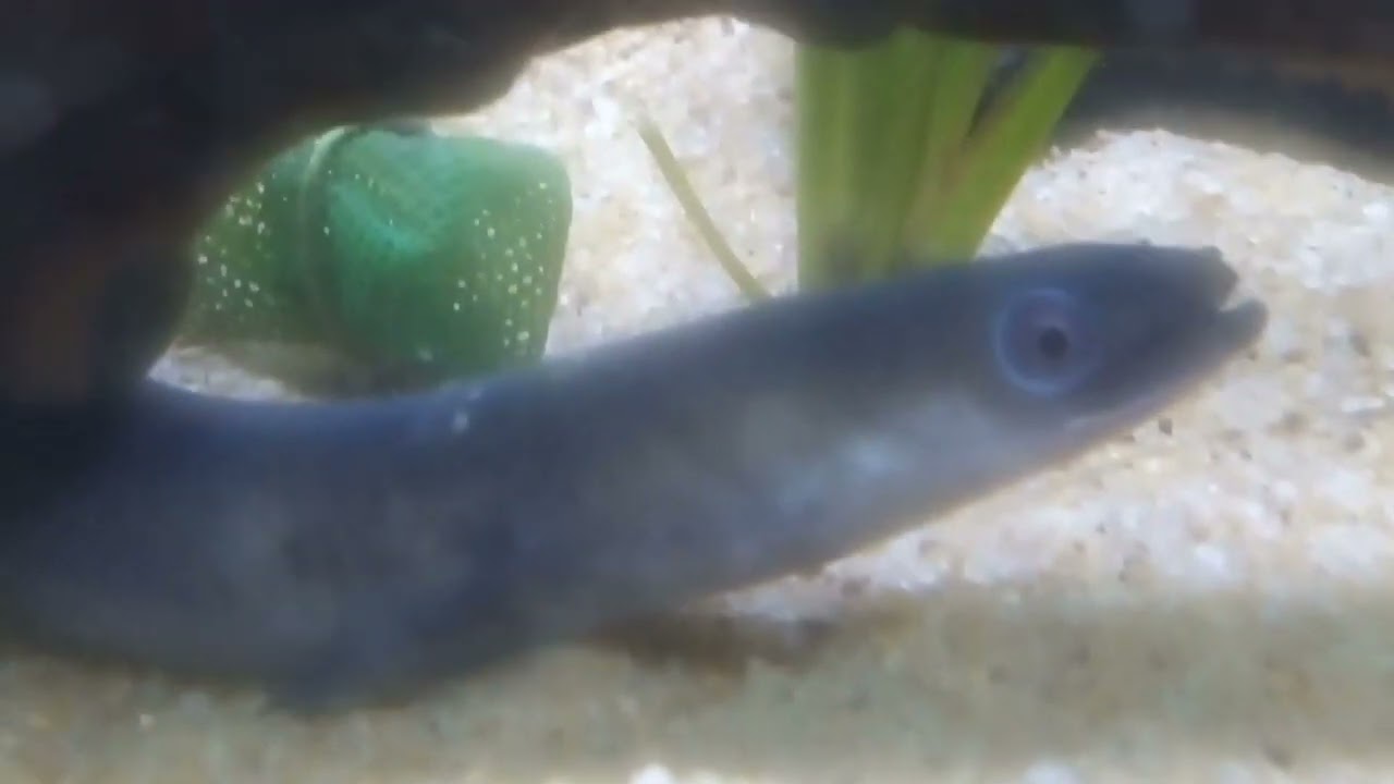 monster eel in the domestic fish tank