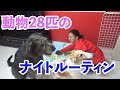 多頭飼いナイトルーティンを友達にやらせてみた結果…