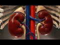 kidney function 