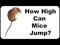How High Can A Mouse Jump?  Proof Mice Can Easily Jump Out Of A Bucket!  Mousetrap Monday.