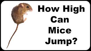 How High Can A Mouse Jump?  Proof Mice Can Easily Jump Out Of A Bucket!  Mousetrap Monday.