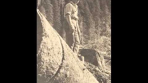 Zee Brothers Logging