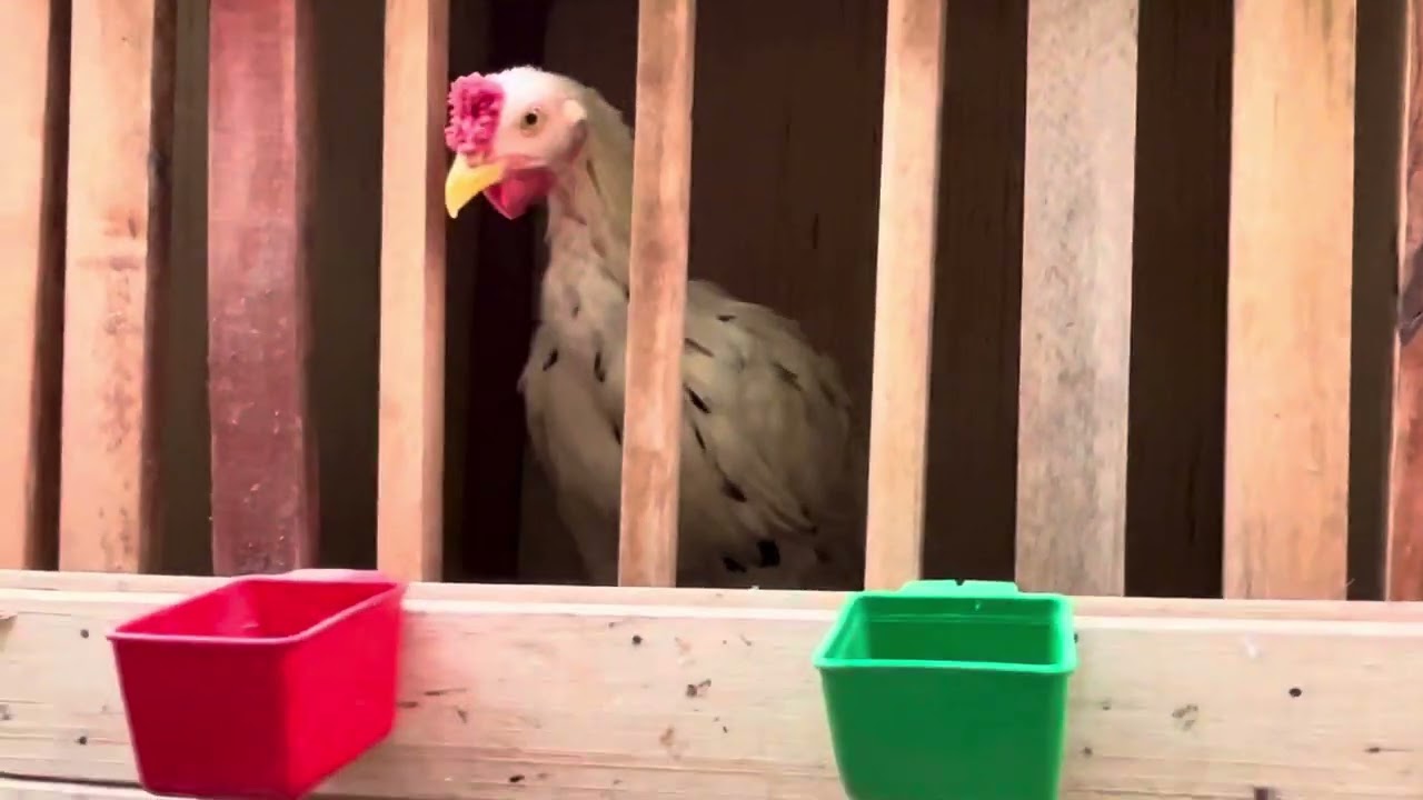 GALLON NAVAJEROS  - GALPON LEONARDO DHE ⚔️🐓🇵🇪