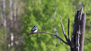 Tree Swallow 2