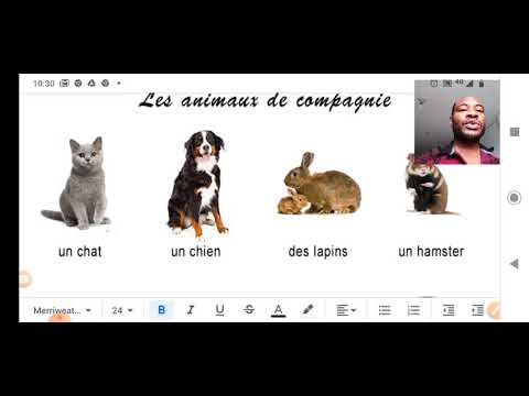 Vidéo: Animaux de compagnie: mâle ou femelle?