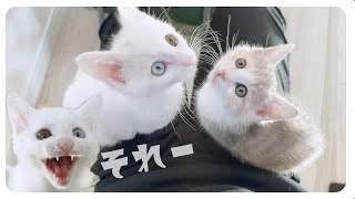 【子猫】「ムシャムシャムシャ」遊んだ後は食欲旺盛！【保護猫生活57日目】 by 【子猫のミルボラ】ねこであ ★nekodea 5,717 views 3 months ago 7 minutes, 4 seconds