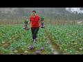 Harvest And Clean The 1000+ Kg Kohlrabi😍Goes to market sell🤑Making A Clay Stove