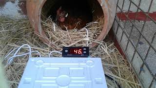 ماهي الرطوبة المطلوبة لتفقيس البيض في الأيام التلات الأخيرة عند الدجاجة