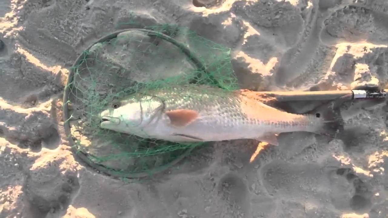 Redfish Caught at Fort Pickens on Pensacola Beach Using Sandflea as Bait