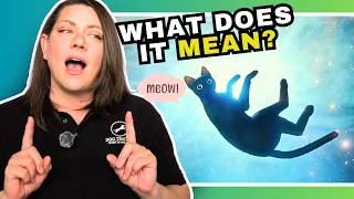 Dog Behaviorist Reacts: Flow Reveals More Than We Think About Animals