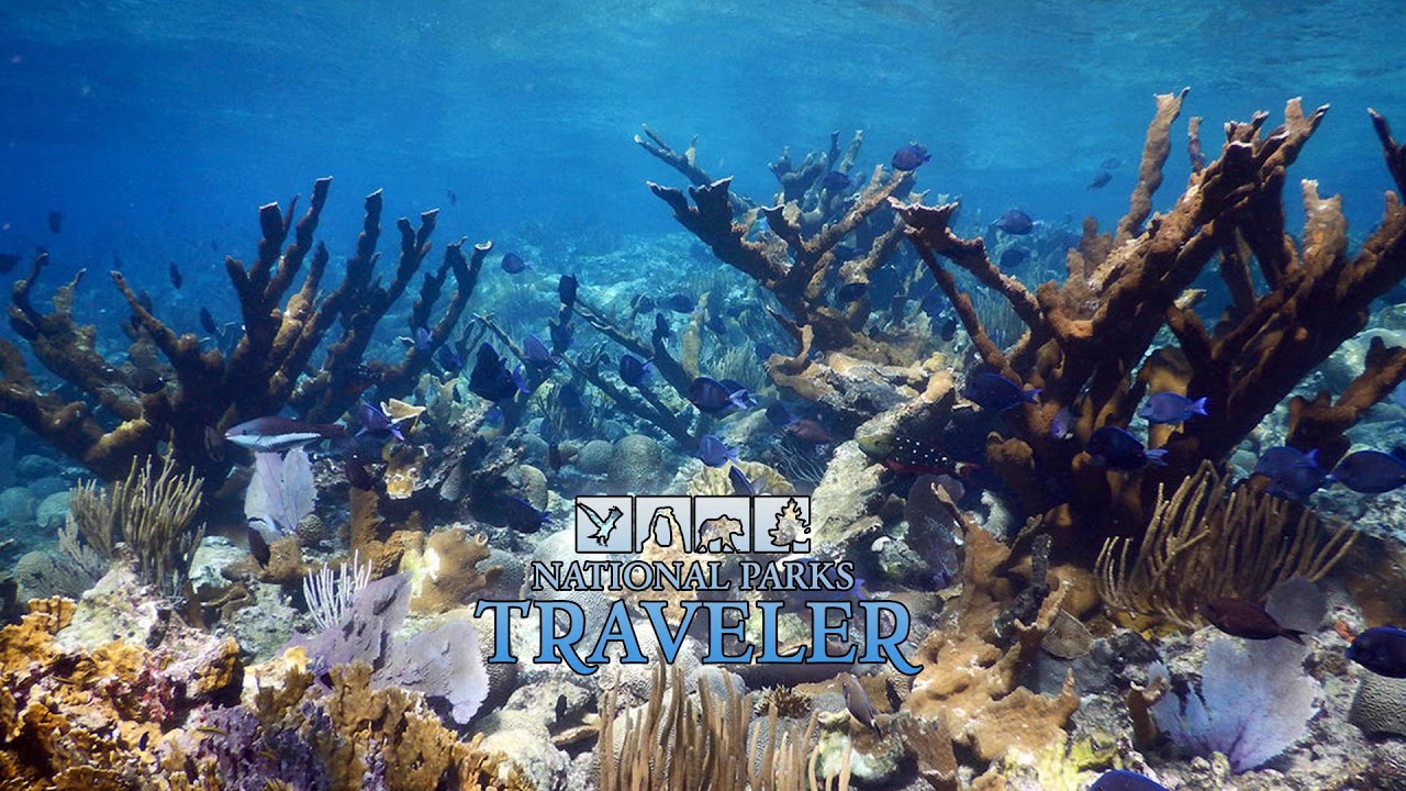 National Parks Traveler: Rebuilding Coral Reefs At Dry Tortugas National Park