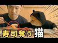 人の寿司を奪う猫が可愛すぎた　The Cat That Stole My Sushi Was Too Cute