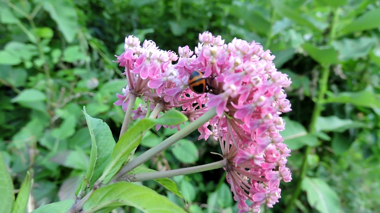 Capital Naturalist: Swamp Milkweed Leaf Beetle