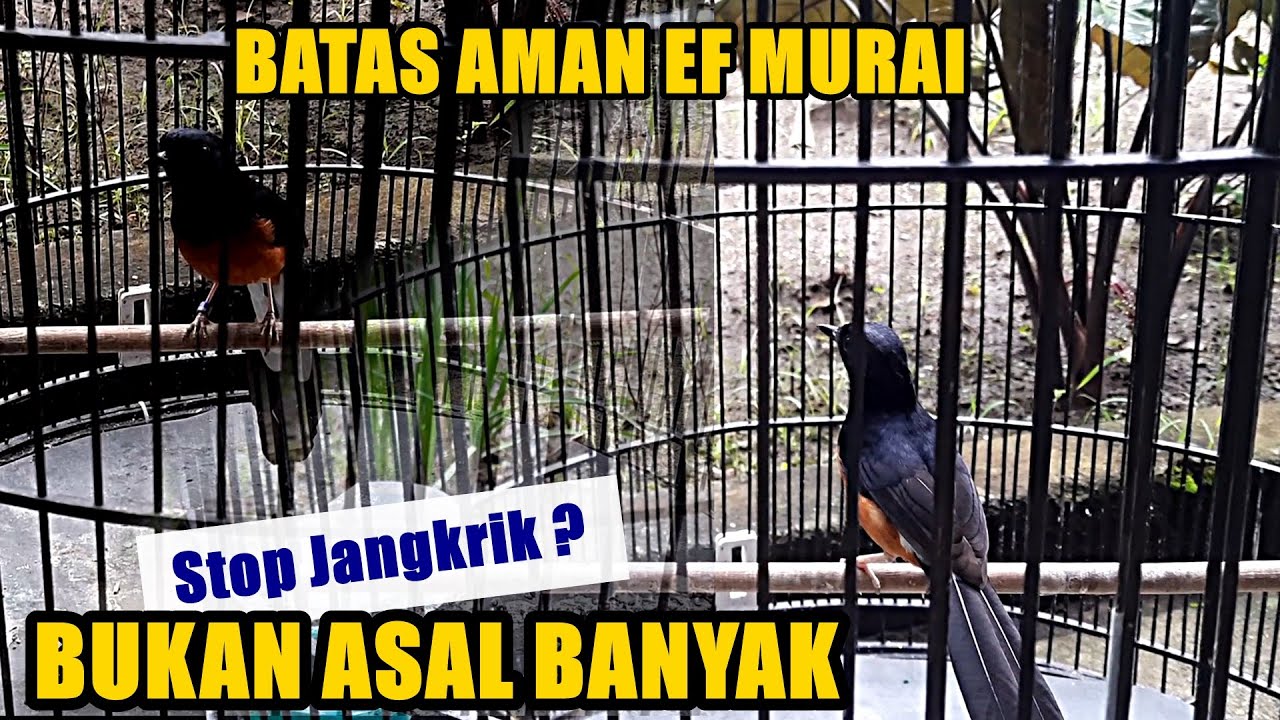 Kapan Murai Harus STOP JANGKRIK ? ini batas idealnya