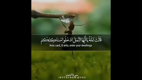 ما تيسر من سورة النمل بصوت القارئ اسلام صبحي
