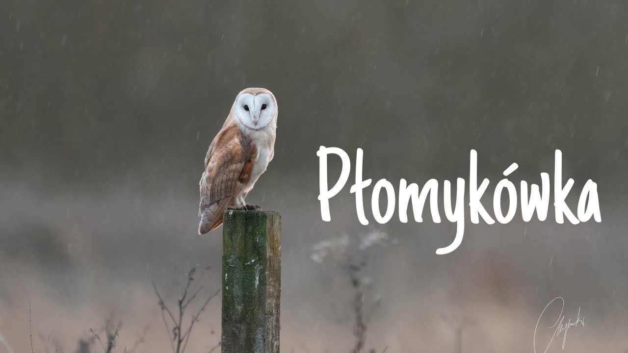 Jak fotografować ptaki//płomykówka//sony a1//fotografia przyrodnicza //fotografia ptaków//sony alpha