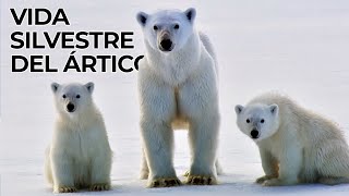 El Mundo Salvaje: El Ćrtico | Free Documentary Nature - EspaƱol El Mundo Salvaje: El Ćrtico | Free Documentary Nature - EspaƱol