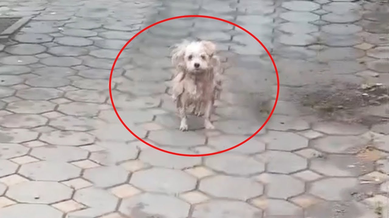 He Was the Most Loving Dog But His Previous Owner Dumped Him in the Streets with No Reason