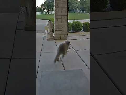 Shameless raccoon steals snacks left for delivery drivers #Shorts