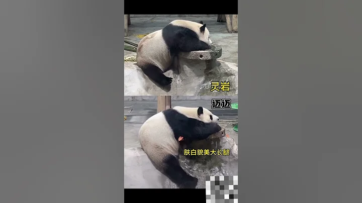 熊猫特辑，肤白貌美大长腿 - 天天要闻
