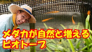 メダカが自然と増えるビオトープ