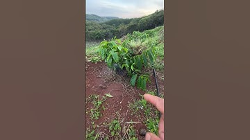 Cách làm hệ thống tưới cà phê ở địa hình đồi dốc, tự xả không cần bơm