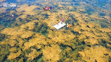 Mùa rong biển tựa cánh đồng dưới nước ở Quy Nhơn