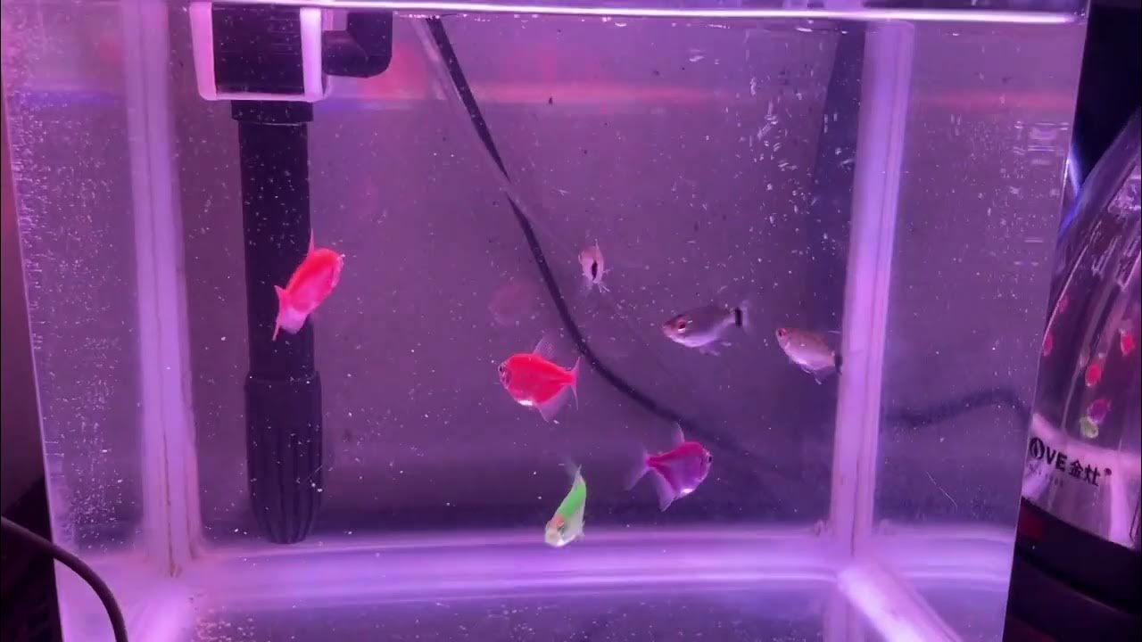 The Art of Mini Aquascaping Design Tips for Small Fish Tanks YouTube