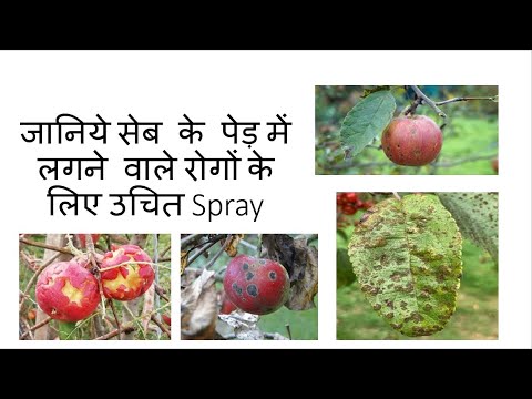 जानिये सेब के पेड़ में लगने वाले रोगों के लिए उचित Spray