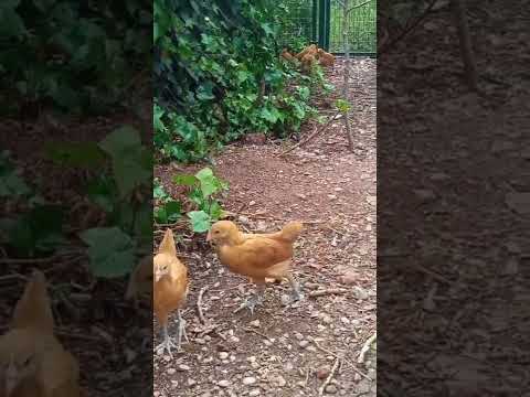 Pollitos de gallina catalana del Prat o pota blava hqdefault