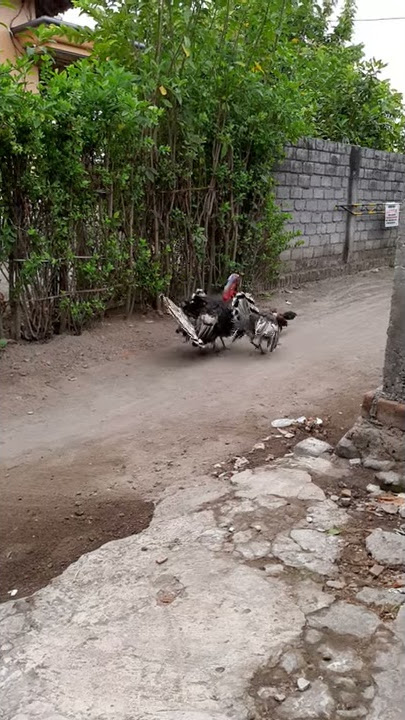 3 Kalkun VS 1 Ayam ditabrak motor