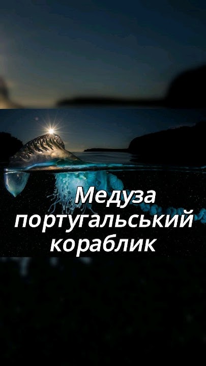 Медуза Португальський кораблик або фізалія - YouTube