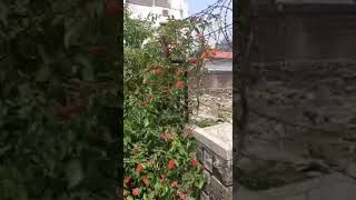 Combretum rotundifolium, Monkey brush vine. Red orange flowers bloom in spring.Woody climber Vine.