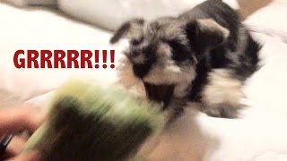 Mini Schnauzer Trying To Act Tough by ChumpieTheDog 100,792 views 7 years ago 47 seconds