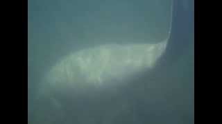 Manatee.AVI.www.FloridaManateeTours.com