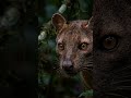 Madagascar’s Secret Predator 🐆 #documentary #wildlife #animal #rare #viral #fossa