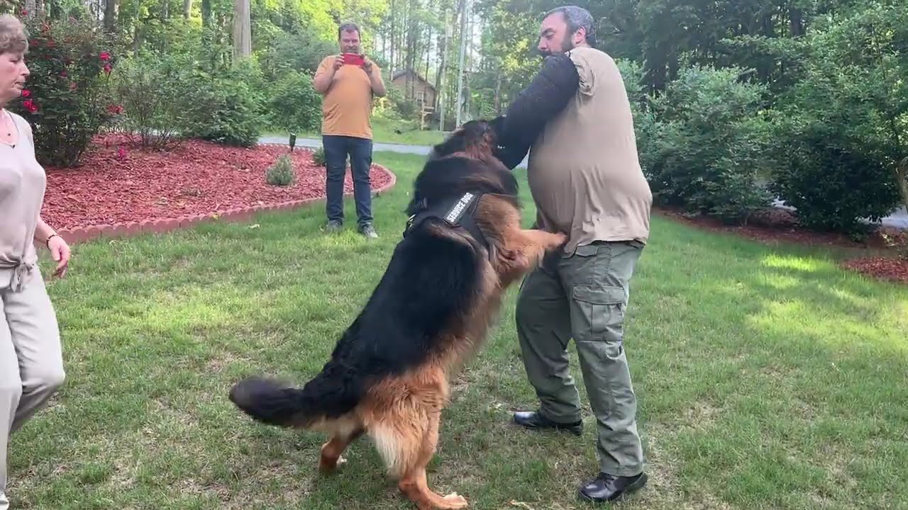Personal protection trained dog does bite work.   