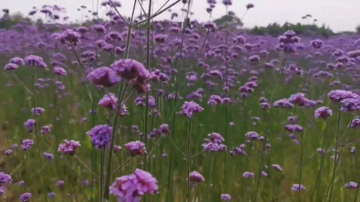 Vervain in QidongChina.