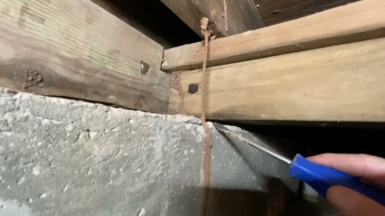 The CRAZIEST termite tunnel: Termites will stop at nothing to get to your wood.
