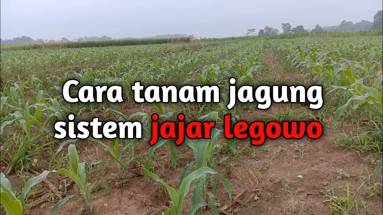 Gambar Tanam Jagung Sistem Jajar Legowo