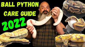 Verzorgingsgids voor beginners voor balpythons