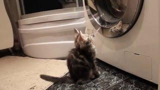 Кошки породы мейн кун Кошки породы мейн кун