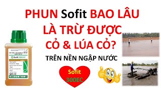 Sofit sau phun trên nền ngập nước bao lâu trừ được trừ cỏ và lúa cỏ? | LTG | Syngenta | Thuốc trừ cỏ screenshot 2