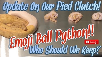 Insane Emoji Paradox Ball Python! || And I Need Help On Which Male To Keep!
