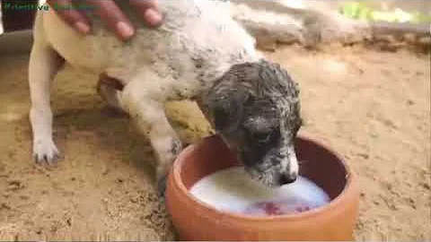 UNUSUAL MEMES COMPILATION V156 II