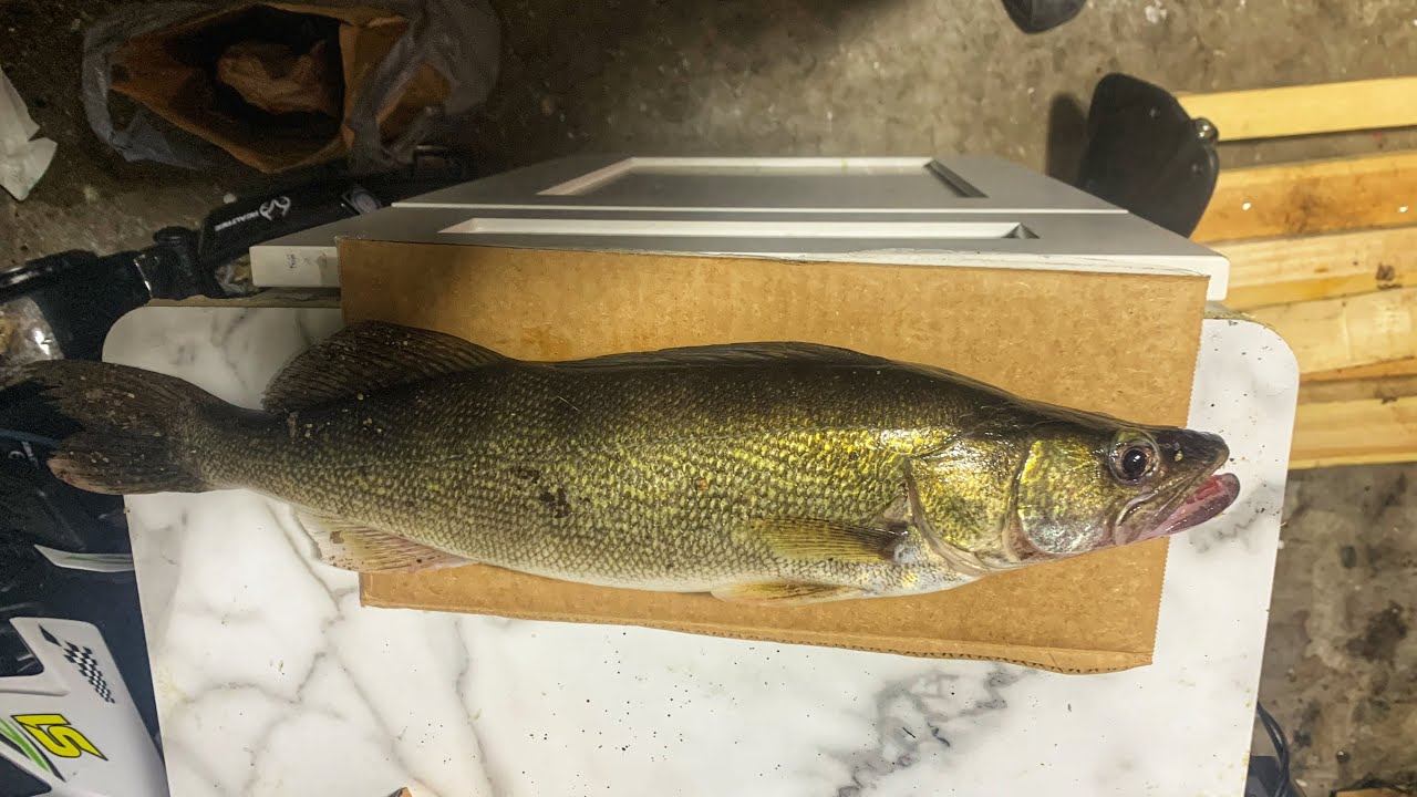 Fall Beer Battered crispy walleye YouTube