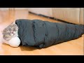 猫にダウンをプレゼントしたら中から出てこなくなった笑