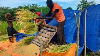 Rice Harvesting. A Step-by-Step Guide For Beginner Rice Farmers in 2026 First Batch Of Early Harvest Rice Ships Out Favorable Weather Leads To Glossy Grains Sales Begin